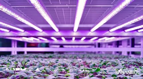 育苗植物工廠亮相2020廈洽會(huì) 中科三安推動(dòng)中國育苗產(chǎn)業(yè)升級(jí)